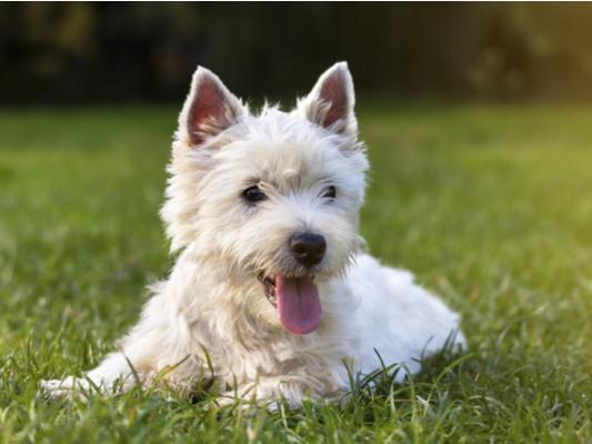 Disney film Frozen sparked the popularity of the names Anna and Elsa, with Elsa expected to be a popular choice among dog owners next year.