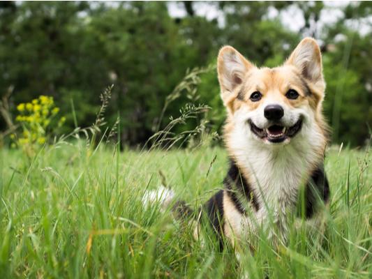 The film Twilight also resulted in the spike in popularity of the name Bella, with it expected to be a popular name for pooches in 2020.