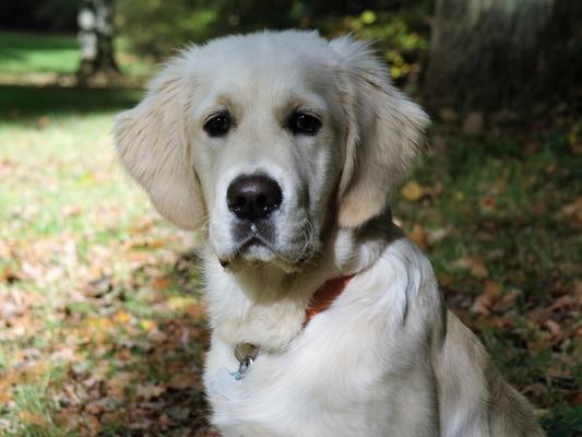 Lion King fans can rejoice, as the name Simba is set to be a popular dog name next year.