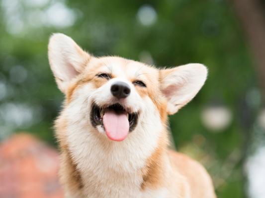 Lady and the Tramp fans may also wish to take inspiration from this popular Disney film, with the name Lady set to be a popular dog name in 2020.