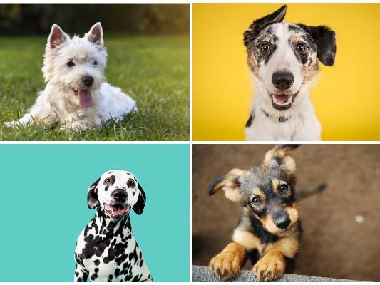 Dogs