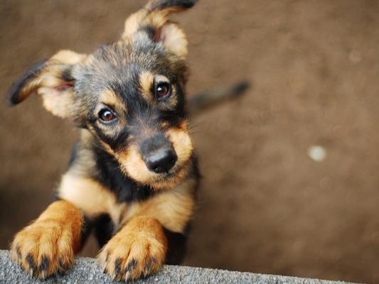 Charlie ranks first in the list as the most popular dog name in 2020.