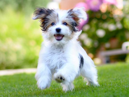 Maggie also continues to be a top choice for dog names, ranking 10th in the list for popular pooch names in the year 2020.