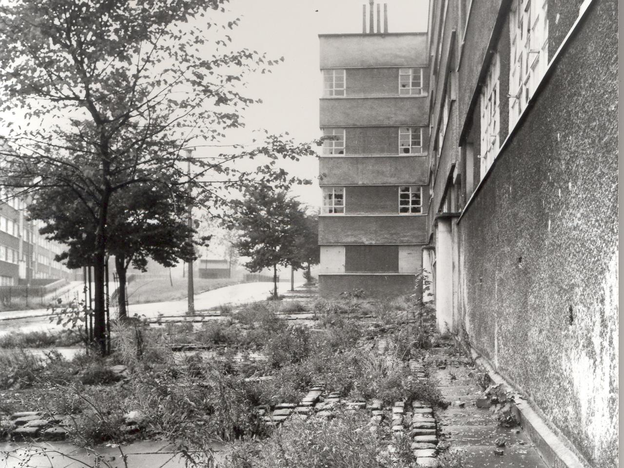 Weeds at Lupton House. Pictured in September 1976.