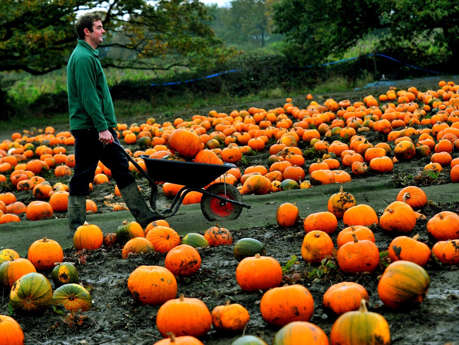 Head to West End Lane Farm in Horsforth to pick your own pumpkin this Halloween. Open now until Thursday 31, every day from 10am to 5pm. There is no entry fee and pumpkins cost 2.50 to 7.50 for standard to jumbo sizes.