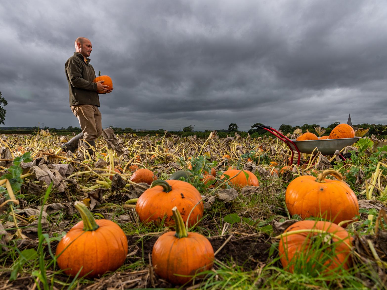 Farmer and pumpkin grower Tom Spilman, at Church Farm, YO7 3NB (open daily, October 1 - 31, 10am-4pm, free to enter).