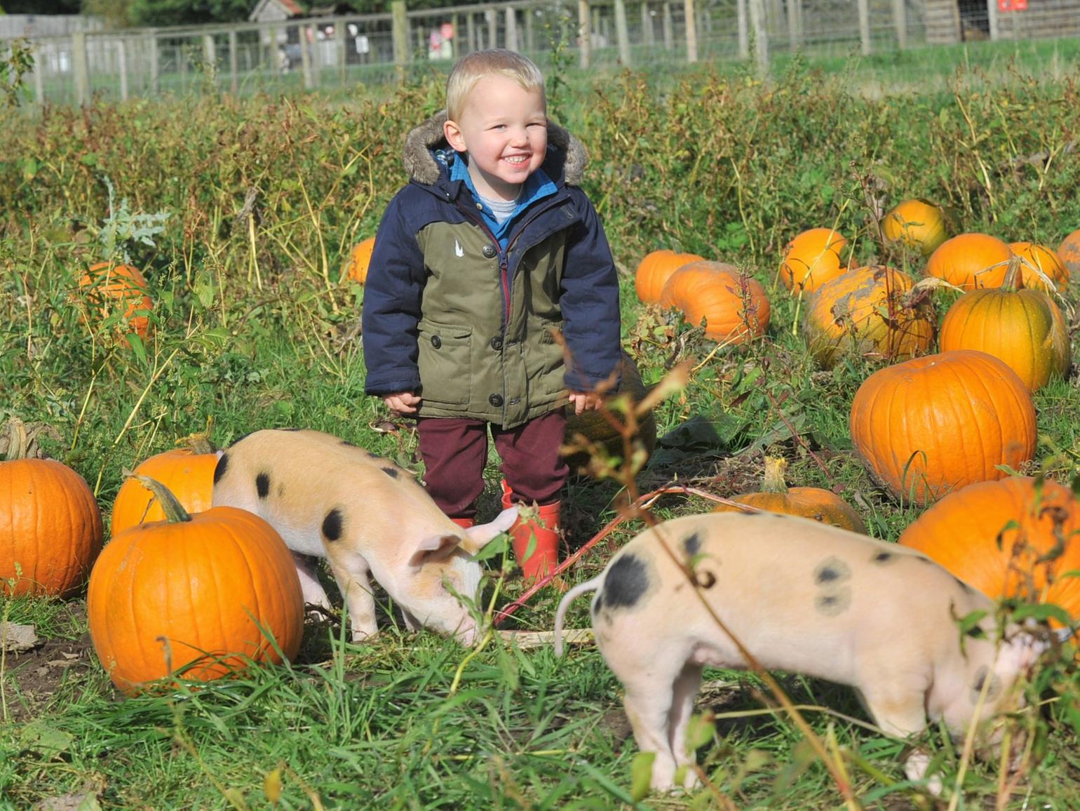 Winston Larkin, aged 3, at Piglets Adventure Farm at Towthorpe, YO32 9ST (open October weekends, plus daily October 28 - November 3, 10am-5.30pm, booking required)