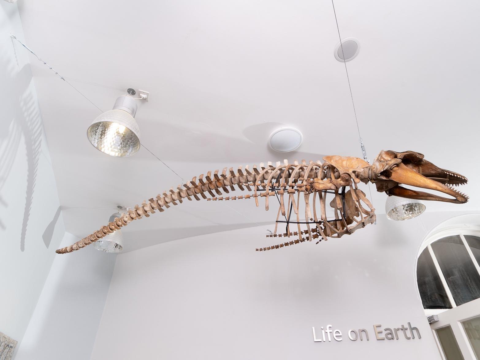 The pilot whale skeleton at Leeds City Museum.