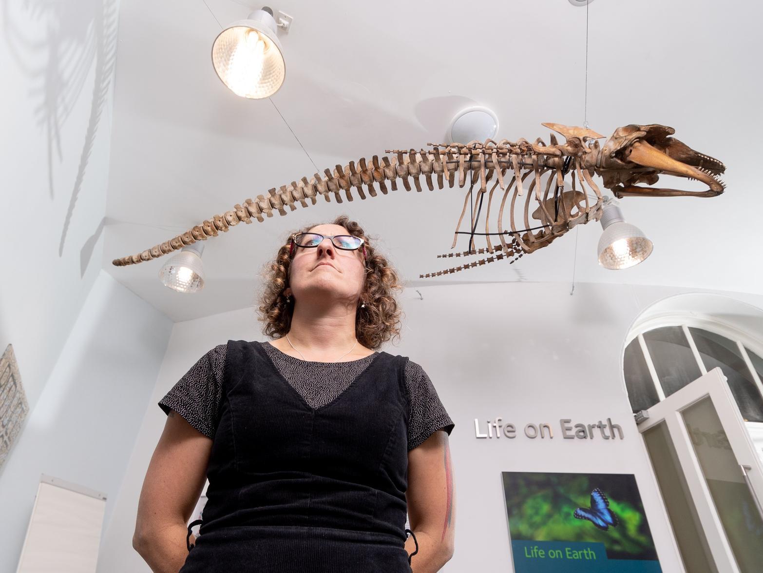 Rebecca Machin, Leeds Museums and Galleries' curator of natural sciences admiring the new exhibit at Leeds City Museum a skeleton of a Long-Finned Pilot Whale. Picture James Hardisty.
