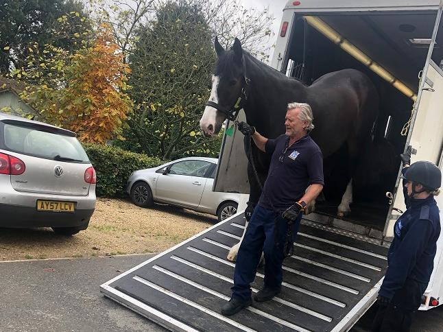 Former West Yorkshire Police horse Bud, who was famously punched by a football fan in a clash in Newcastle, has retired to stables in the Chilterns. Picture: The Horse Trust