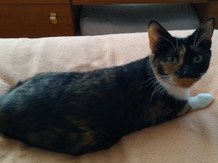 Lindy is a very loyal and sweet natured cat, who loves a quiet life with lots of human companionship. Her ideal home is a child-free, relaxed and quiet home.