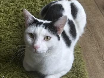 Pete is a very mild-mannered young cat who likes the simple life and enjoys being in a loving home. Pete is very fond of other cats, so ideally will be homed with another suitable LCR cat or into a home with friendly cats.