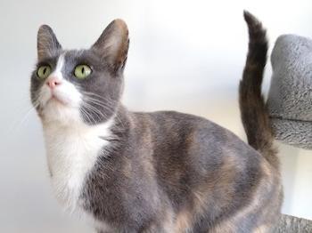 Poppy is a super super sweet little cat, who has a cheeky and fun streak. She would ideally be suited to a busy home.