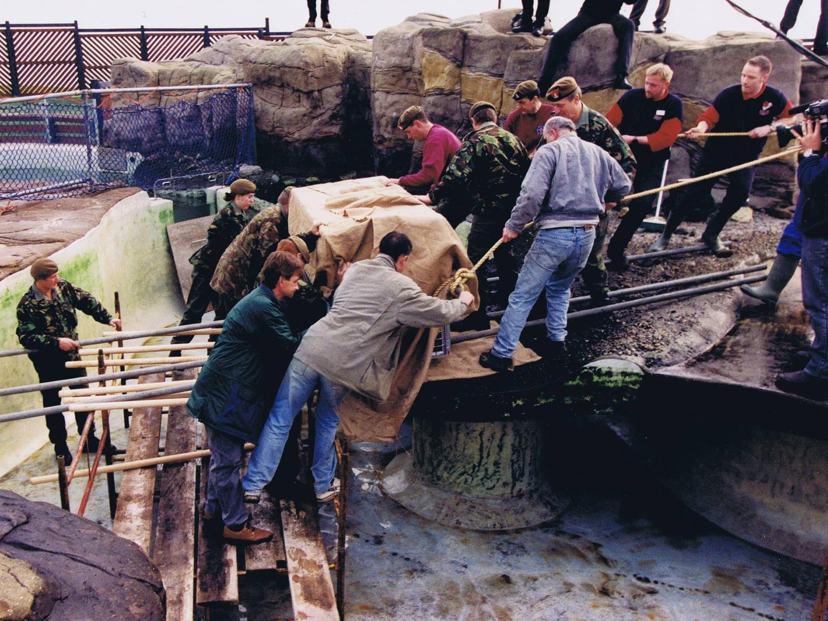 4th/5th Battalions, The Green Howards, A Coy. rescuing Magnus the seal at the Sea Life Centre, Scarborough for Channel Four's 'Pet Rescue', December 1997