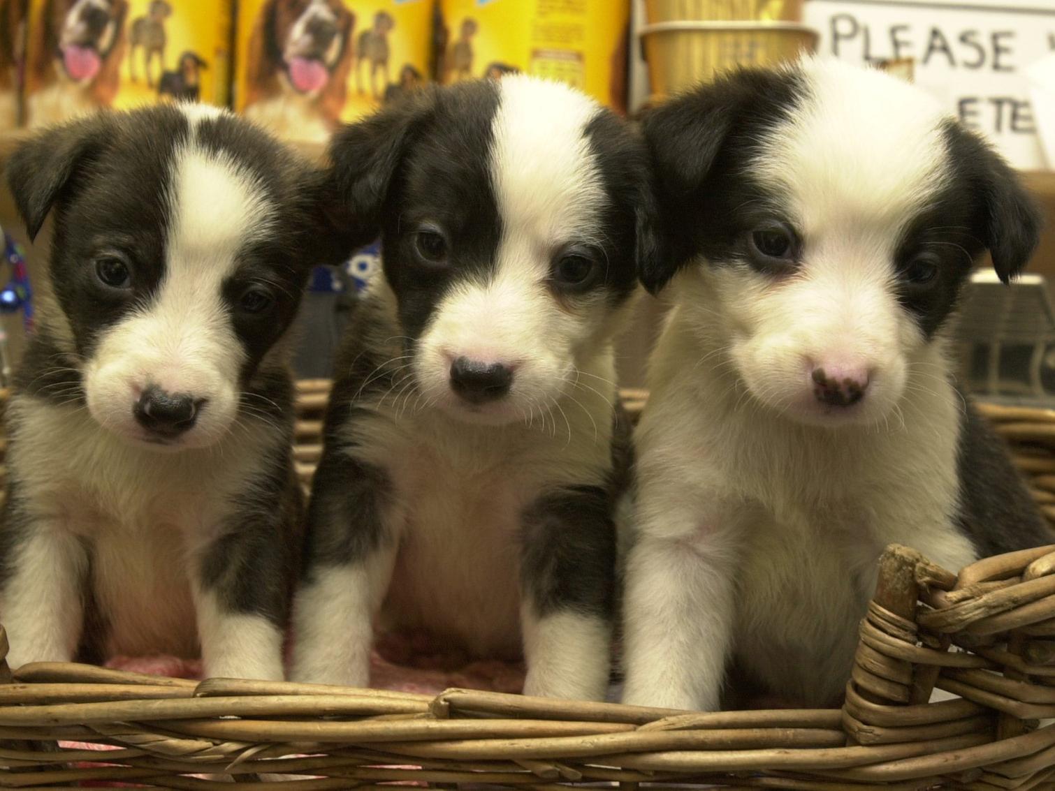 Three puppies from a litter of 10 at the RSPCA in Leeds who were unwanted at Christmas.