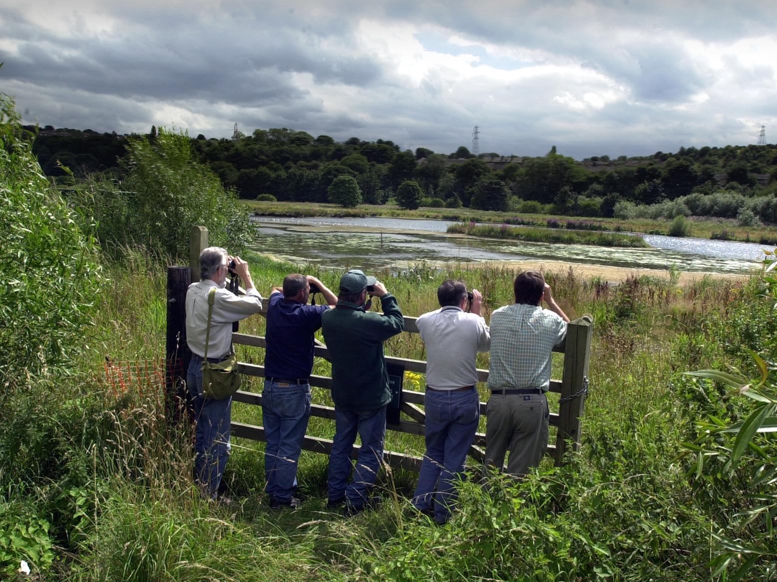 Birdwatchers get a rare chance to see the Marbled Duck at Rodley Nature Reserve.