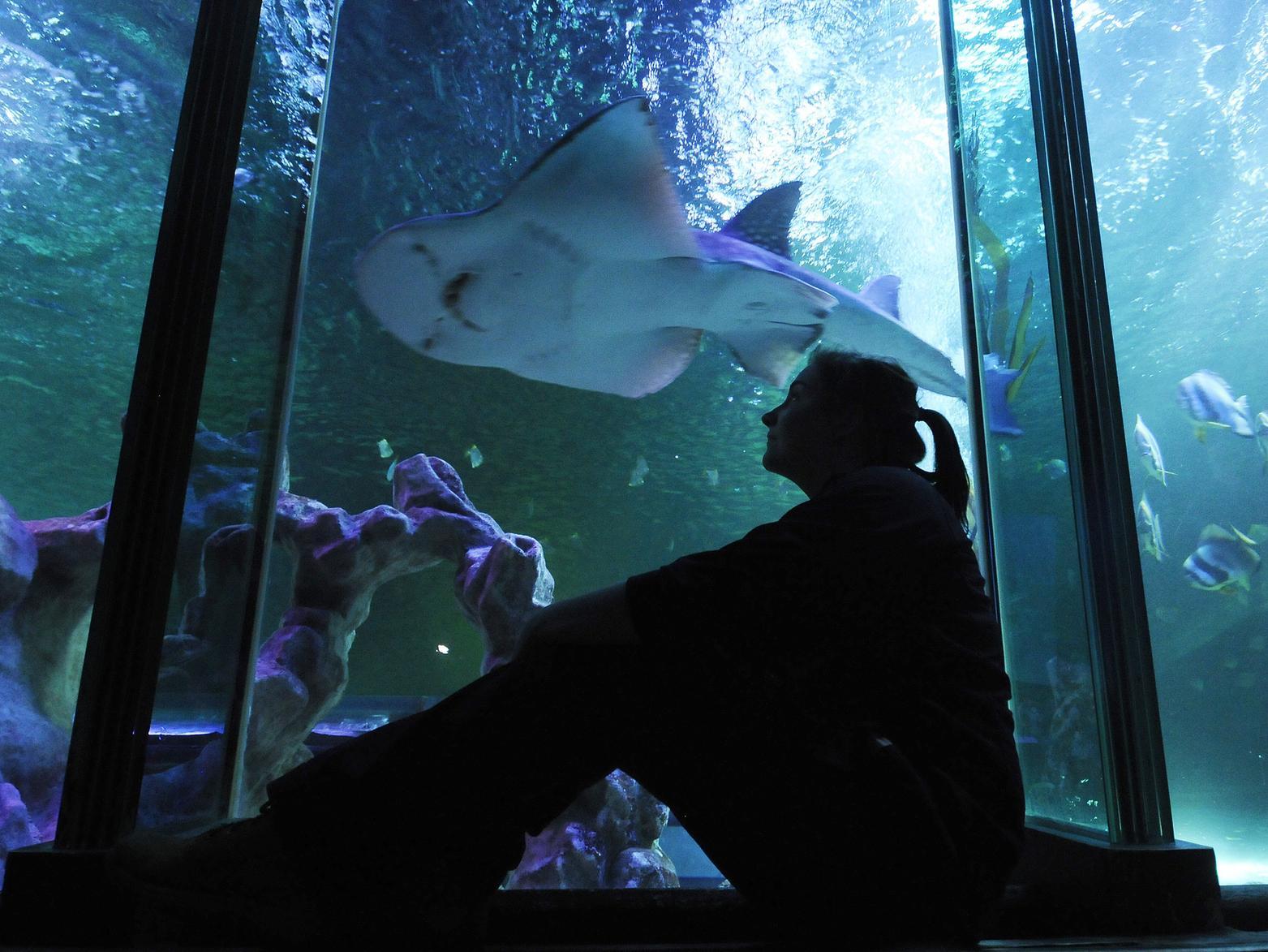 There are more than 2,000 marine animals to marvel at and visitors can talk a walk through the underwater tunnel and see sharks swim above. Youngsters can enjoy meeting creatures at the Rock Pool.