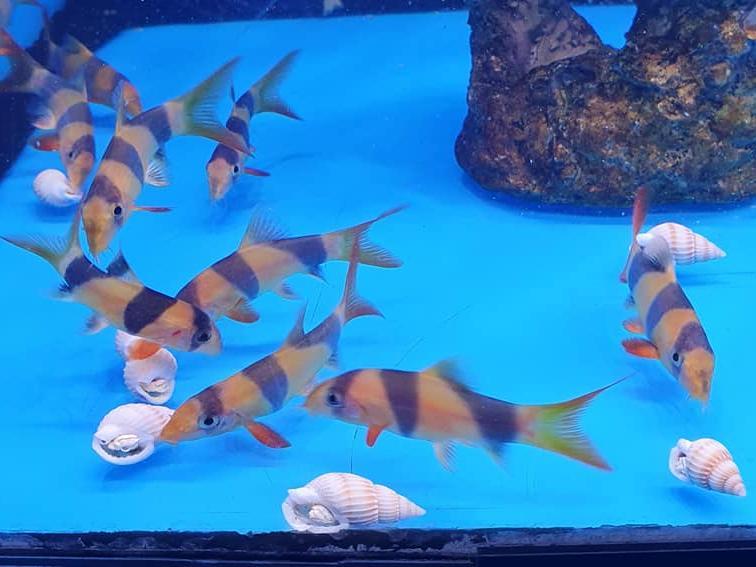 The award-winning aquarium is based at Avant Garden Centre, Wigan Road, Leyland.
It has been voted Best Shop in the North West for the eighth year running by Practical Fishkeeping magazine.