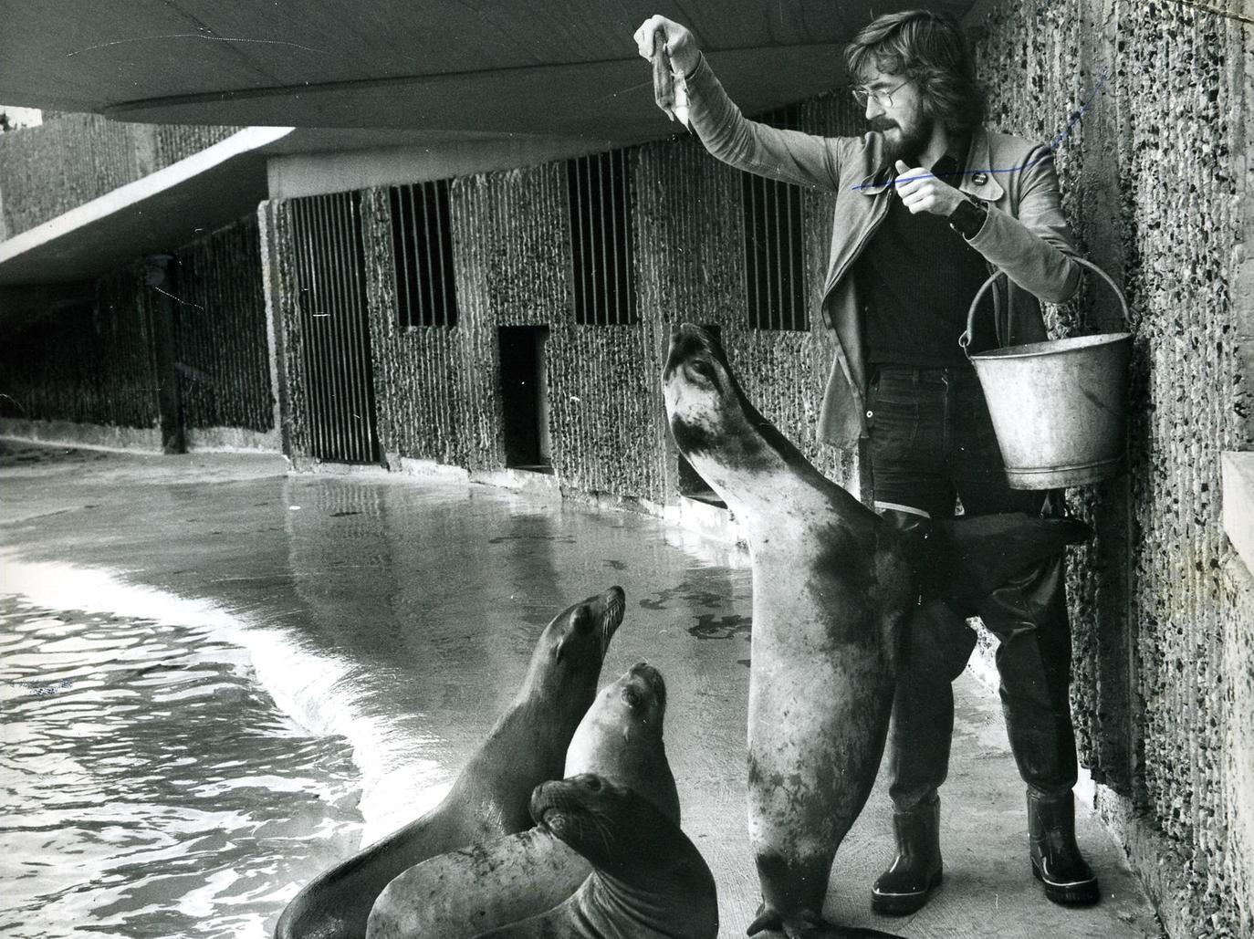Gazette reporter Robin Duke feeds the sea lions at Blackpool Zoo in November 1974. It was all part of a Gazette series called A Day in the life of...