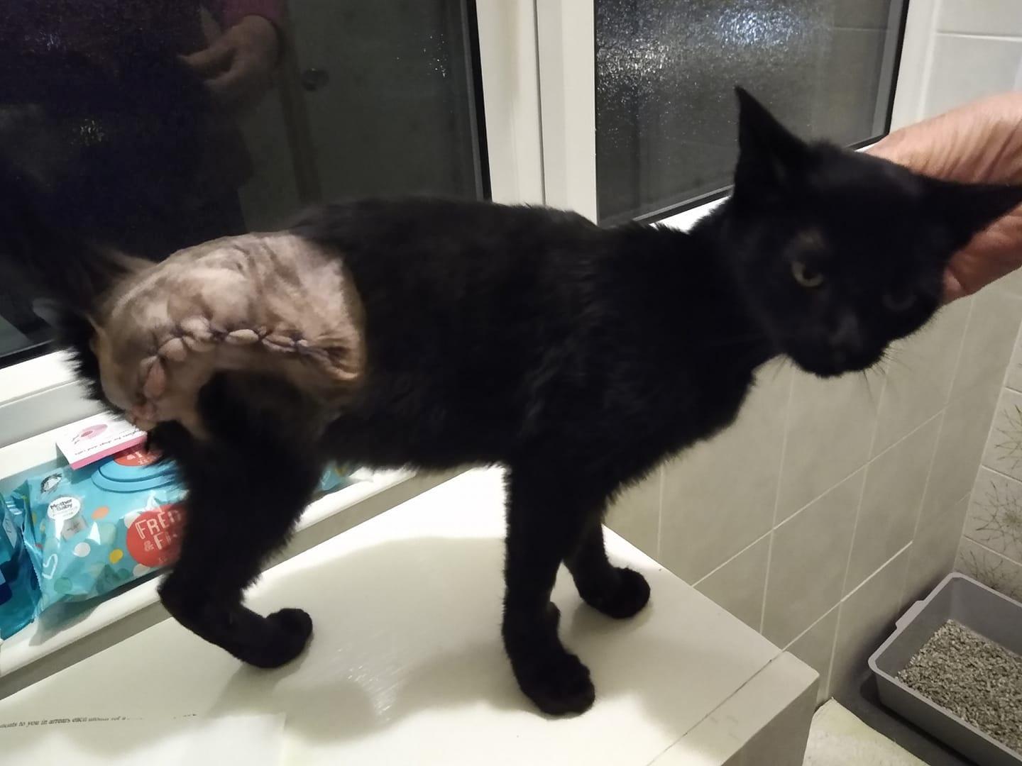 Kitten abandoned at 'dumping ground' A1 roundabout survives after vets are forced to amputate her leg