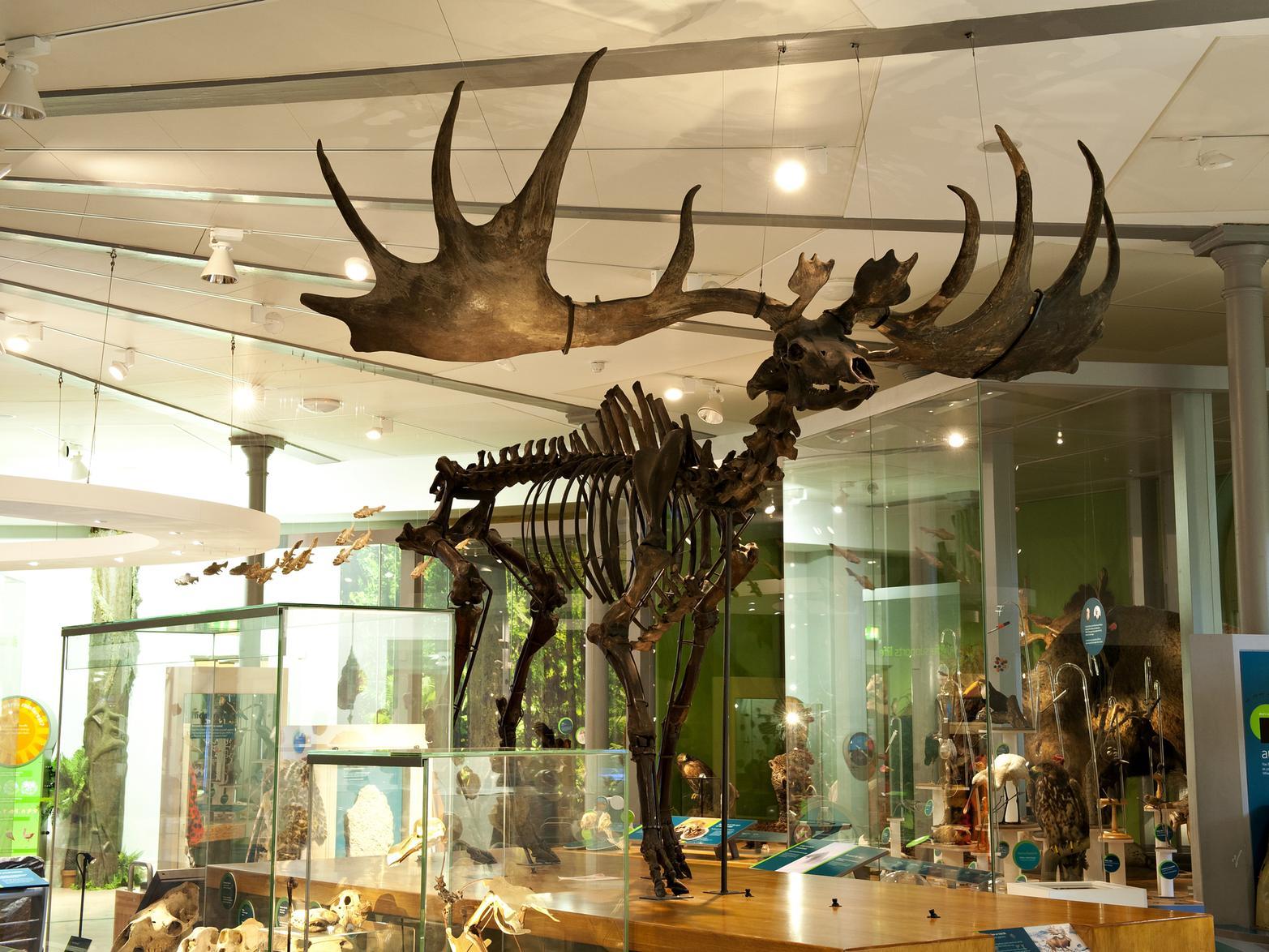 The free museum has galleries to browse filled with animals and archaeological treasures as well as a caf. The popular Etsy Made Local market will also be back on November 30-Dec 1 if you do still need to pick up a present.