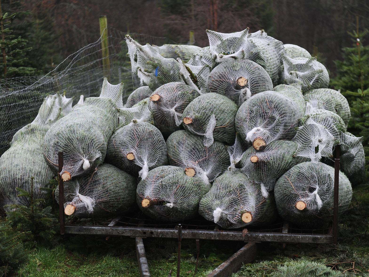 Fancy a free Christmas tree?