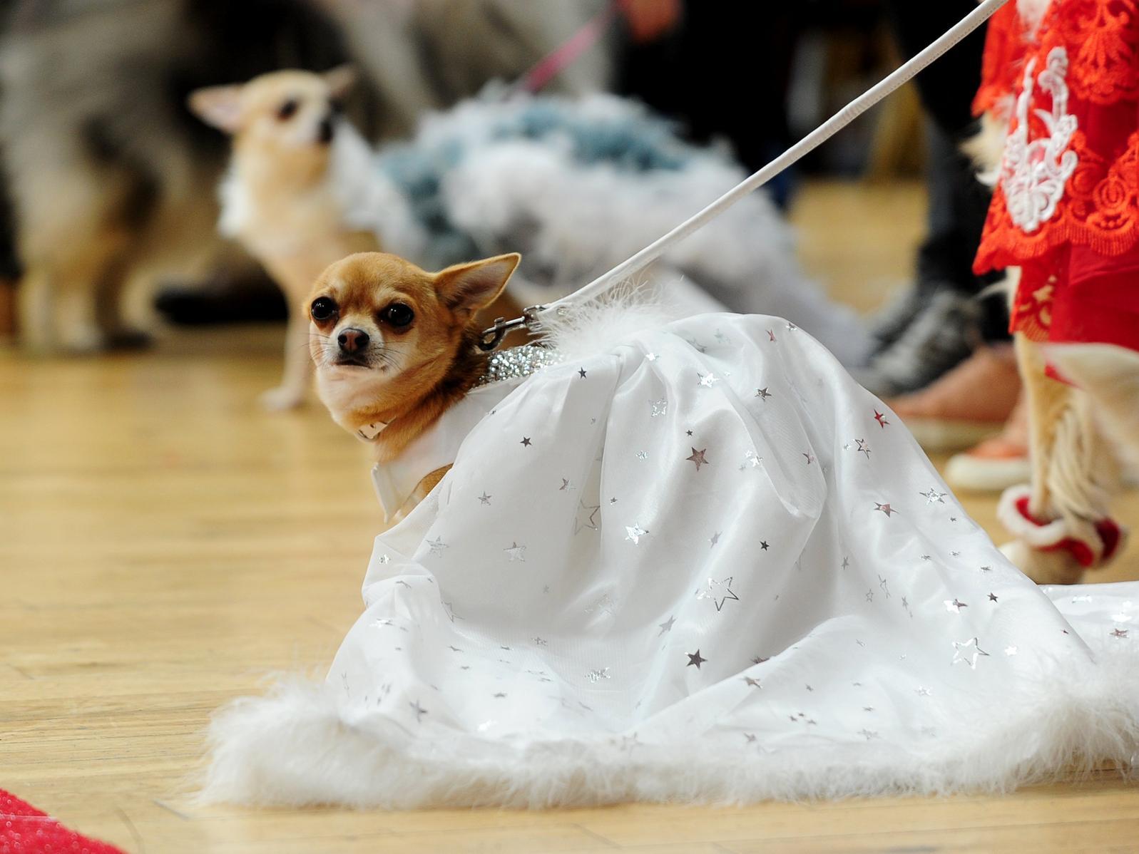 A Christmas dog pageant took place in Wetherby.