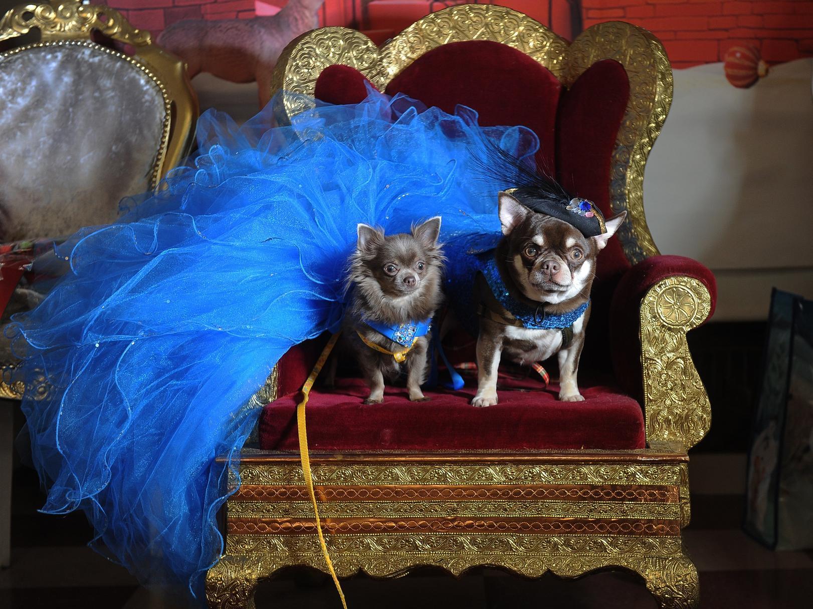 Mascots Genevieve and Rocco in their matching outfits overseeing the pageant.