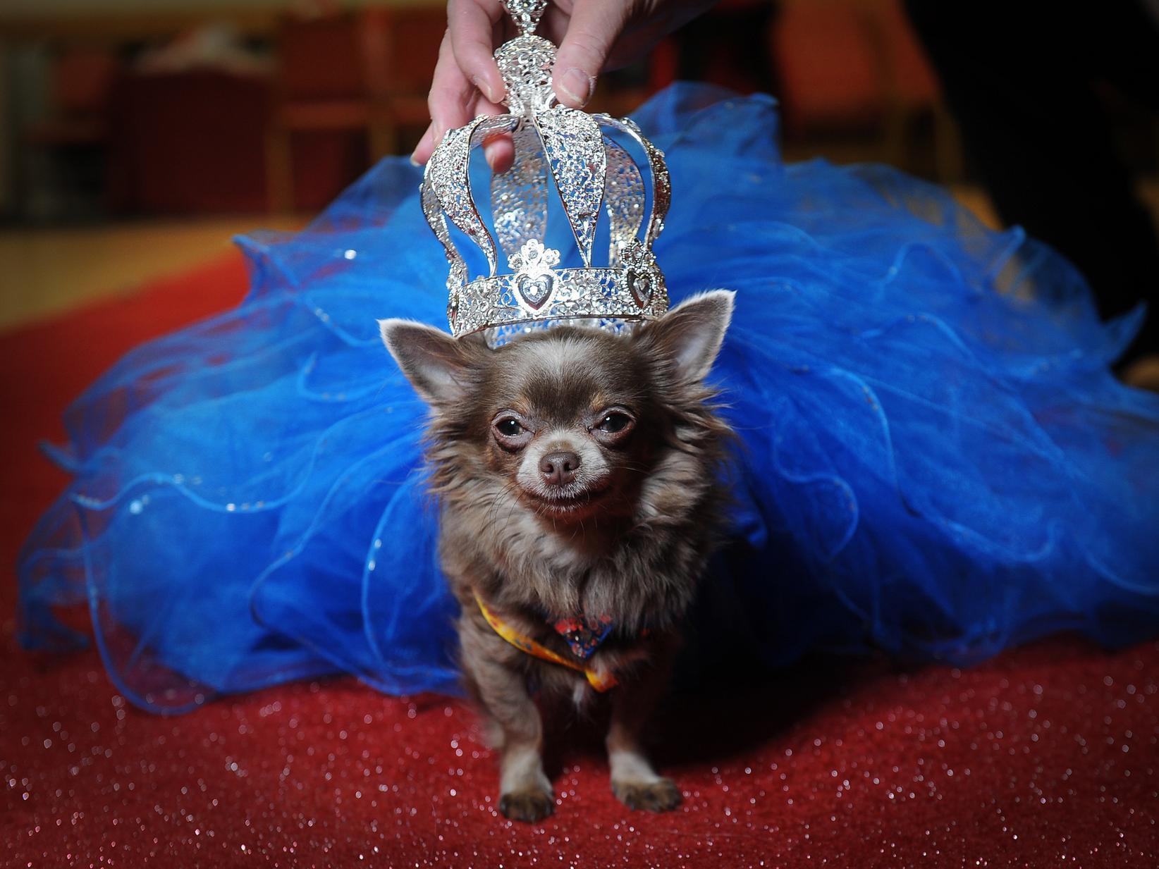 Pageant mascot Genevieve in her fabulous blue ballgown.