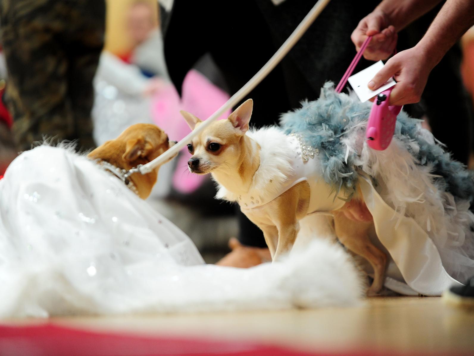 This chihuahua is in an extremely extravagant costume, complete with feather detailing.