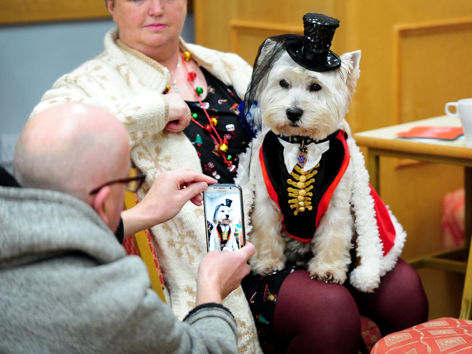 This smart pup has their photo taken in their bedazzling outfit, complete with tiny top hat.
