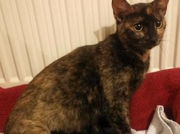 Firefly is a super sweet and affectionate little cat. She will be a wonderful addition to most loving and secure homes where she can get all the love and attention that she needs.