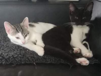 Alfie and Ada are a very sweet pair with lots of fun to be had, and are suited to loving and attentive homes.