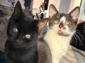 An unrelated, but bonded pair. Horace is very friendly and loves a cuddle. Kern is not as brave or trusting as Horace, but will blossom with a bit of patience. Suited to an adult home or with kids aged 12 or over.