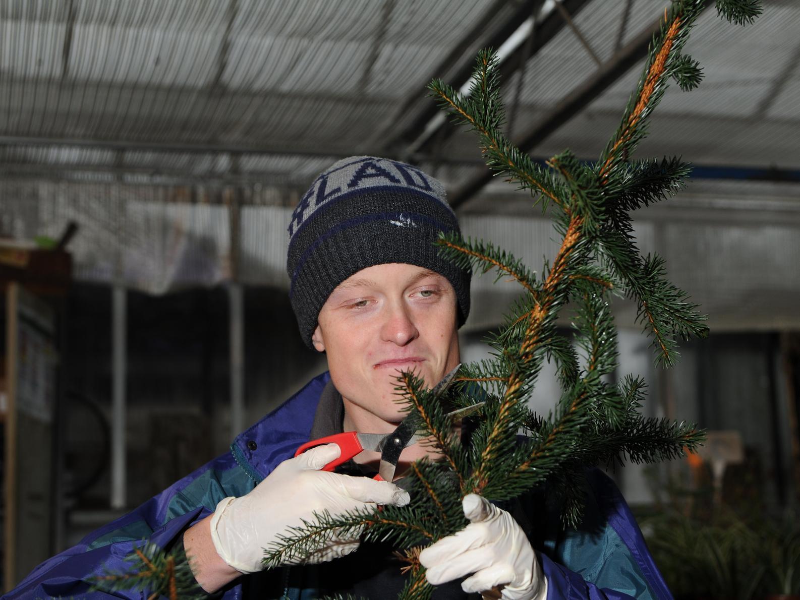 Horticap is always a popular choice for Christmas trees.