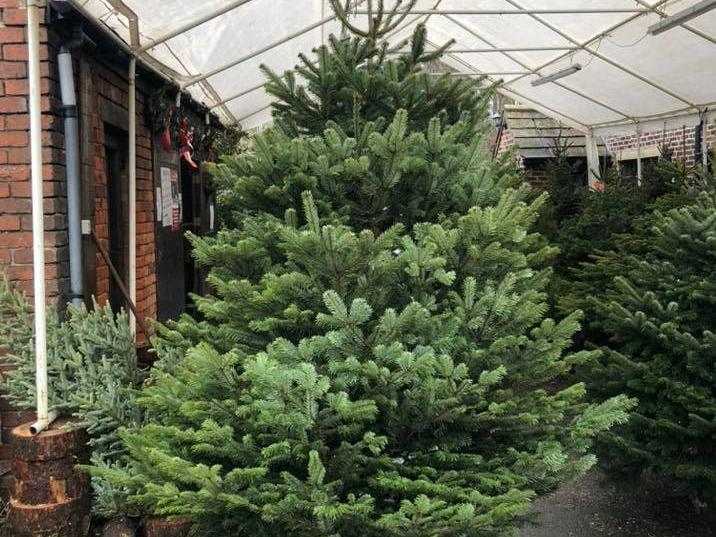 The family-firm, based at Carvers Farm, specialises in supplying the non-drop trees, ranging from Nordmann Fir, Lodgepole Pine and Norway Spruce.
The trees are in a variety of sizes, from  3ft to 27ft.