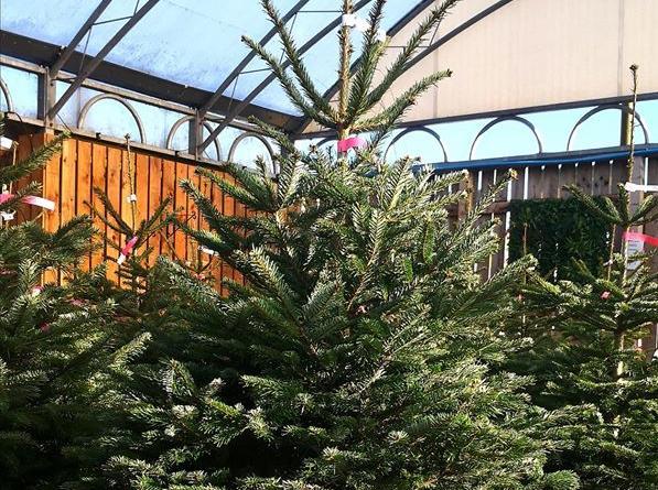 The garden centre has a lavish Christmas display with a variety of real Nordmann fir pine trees, as well as artificial and fibre optic trees.
The site also has themed festive decorations, from wreaths, garlands and baubles, to bigger displays.