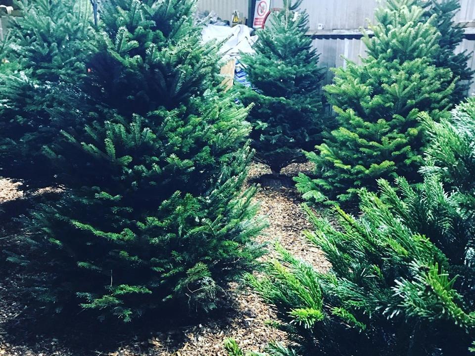 Browns Concrete Garages and Timber Garden Buildings, in Preston Road, Coppull, stocks a variety of trees for the Christmas season.
The firm plants its own trees and there are plenty to choose from which are suitable for indoor and outdoor use.