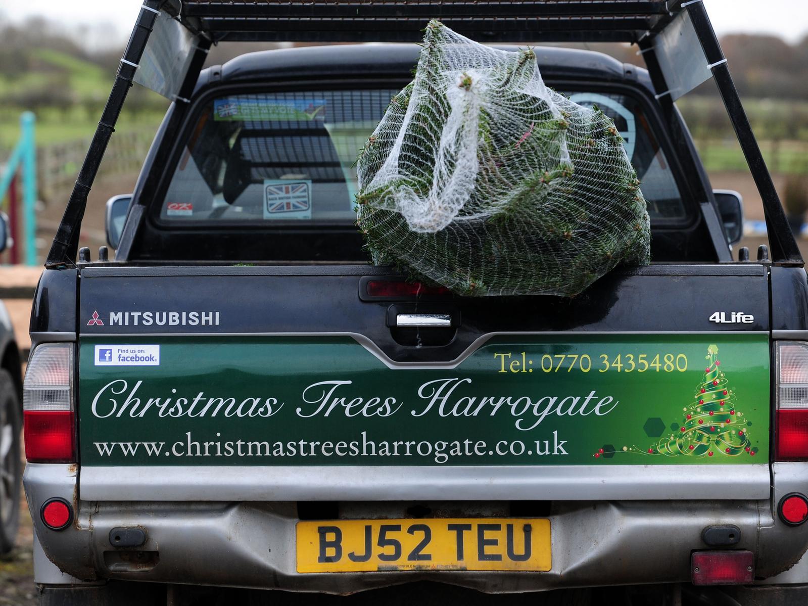 With over 1,000 trees to choose from, Rudfarlington Farm is another popular choice.