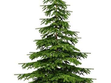 Known as Harrogate's oldest and largest retailer of cut and pot grown Christmas Trees.