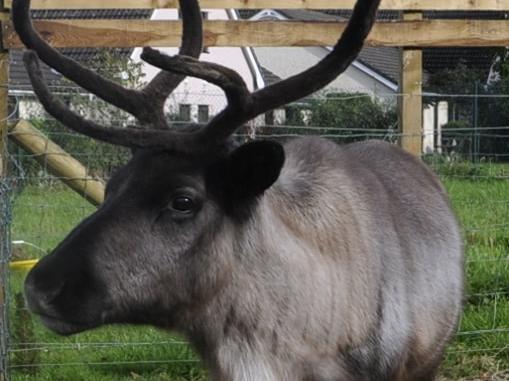 Visitors can make a pot of magical reindeer food and hand feed the reindeer. 
Entry for the 15-minute experience is 25pounds per family (maximum six people). 
Entry to Wild Discovery is 7.50 for adults and 6.50 for children. Under twos are free.