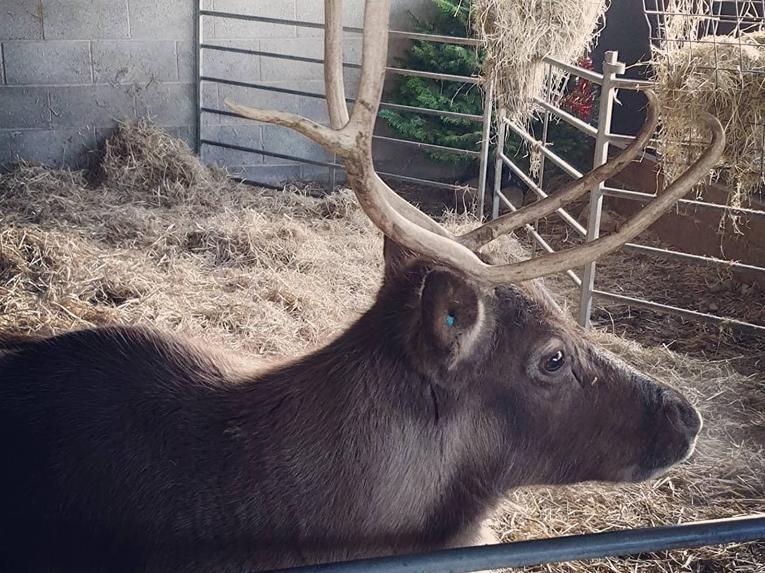 The reindeer will be on site, in Cabus Nook Lane, all month until 3pm on Christmas Eve.
One pound gate charge for visitors during their stay and an extra indoor playbarn charge for children as normal.
Old Holly Farm is open 9am until 5pm until Monday, December 23, and then 8am until 3pm on Tuesday, December 24.