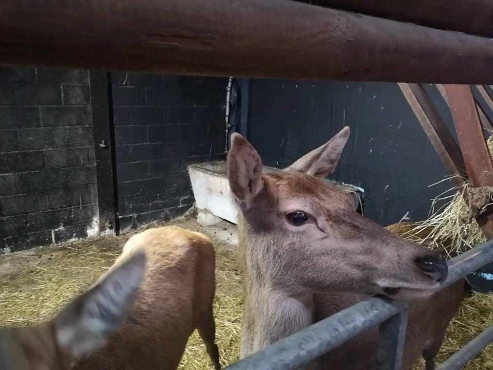 The red deer will be by Santas side every day until 3pm Christmas Eve.
Entry to see Santa and his reindeer is 5, with under ones free.
Visitors can tour the rest of the farm and enjoy a Christmas quiz.