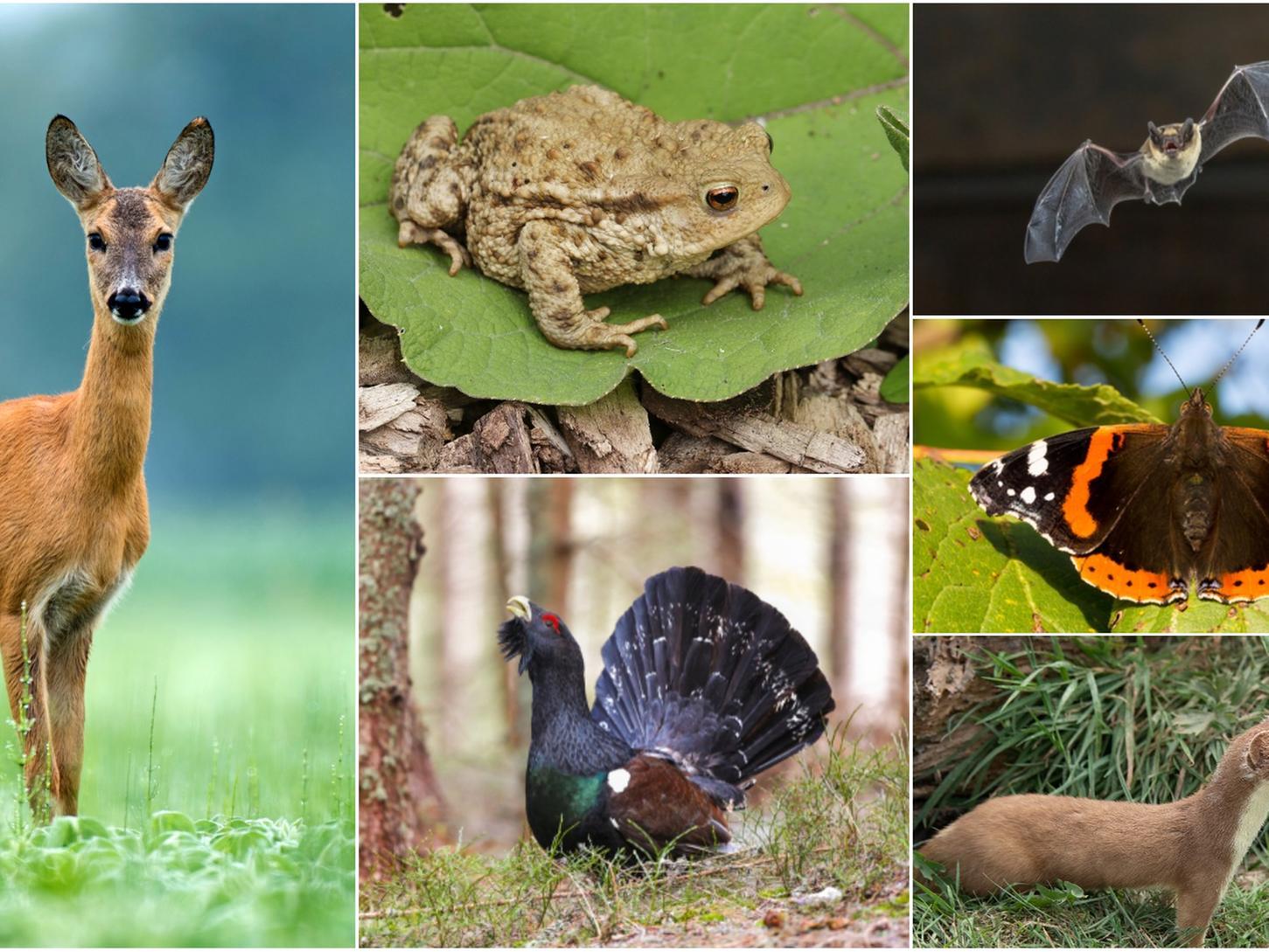 Which of these 10 species can you identify?
