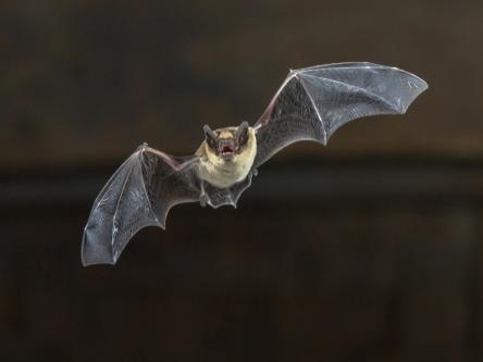Only 16% those polled recognised this species.
