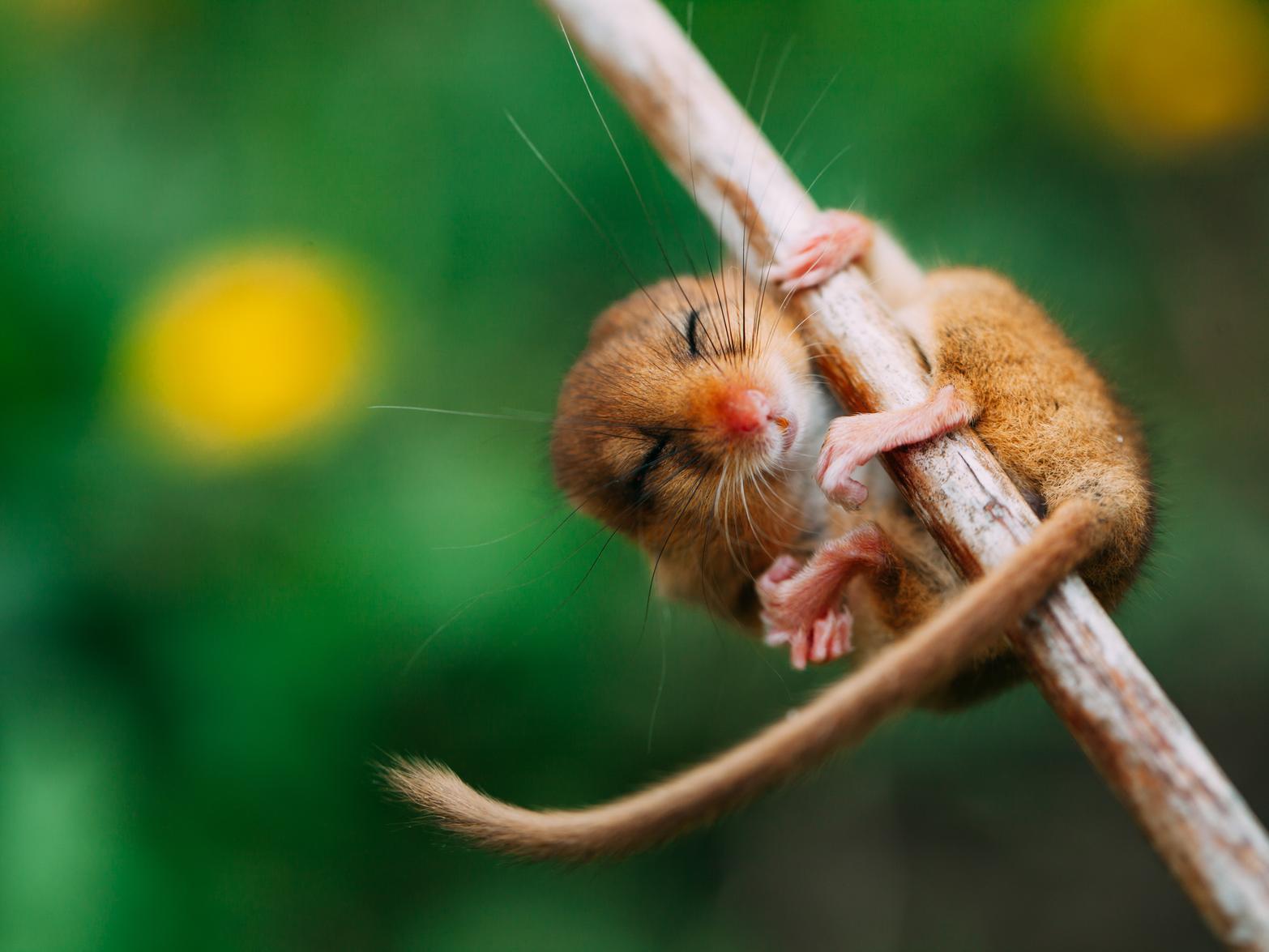 Only 39% those polled recognised this species.