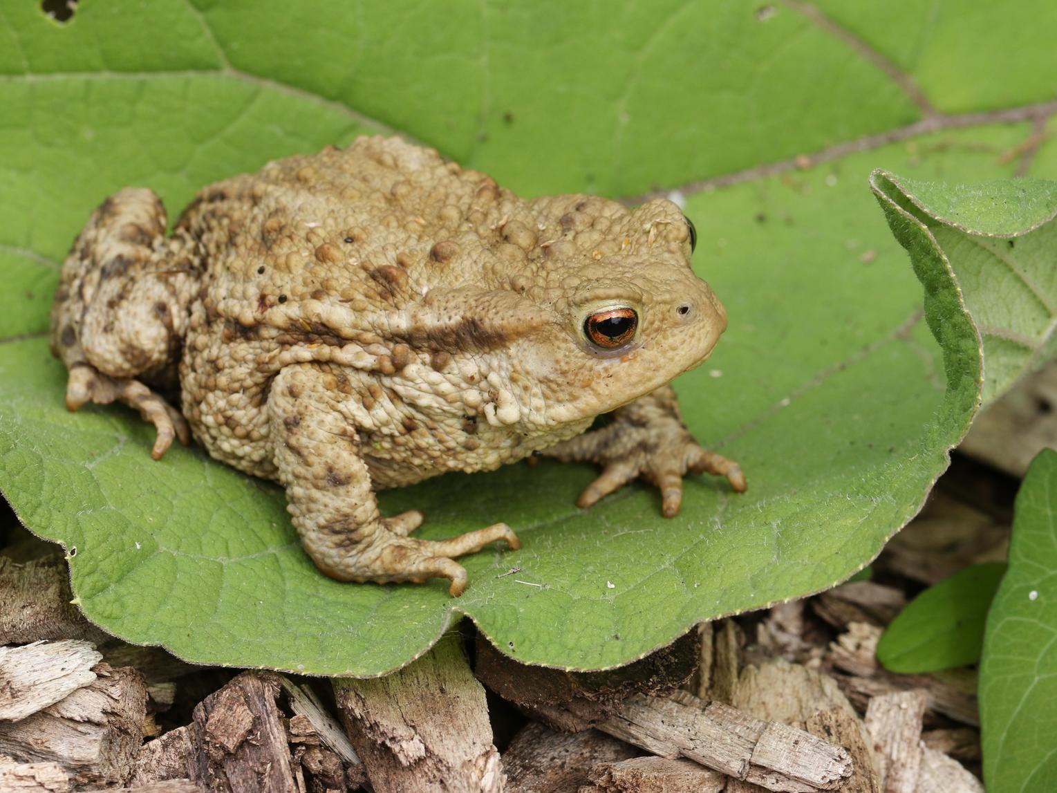 Only 35% those polled recognised this species.