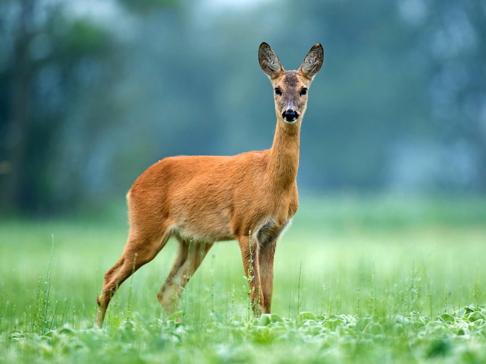 Only 29% those polled recognised this species.