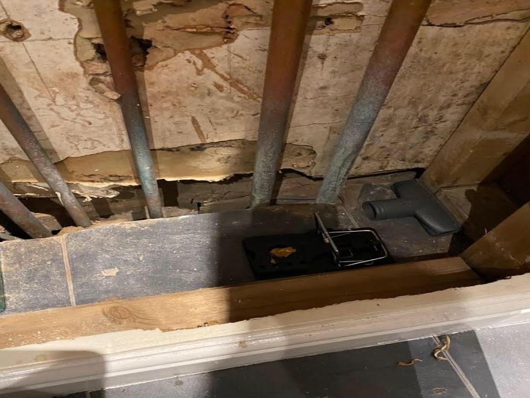 Rat traps placed around the house on Rider Road