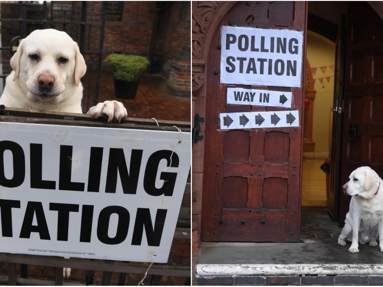 Barney at a polling station at Saint Mary Magdalen's Church in Penwortham in Penwortham